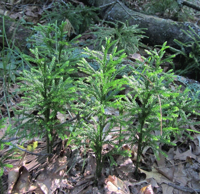 Lycopode aplati (Lycopodium complanatum)