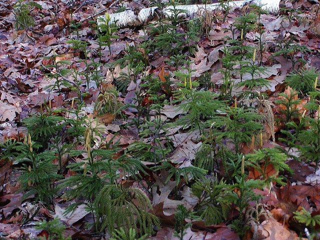 Lycopodium obscurum (Lycopodium obscurum)