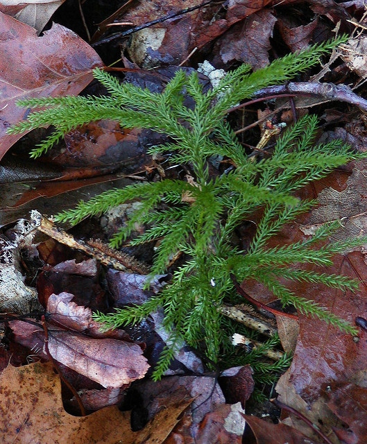 Lycopodium obscurum