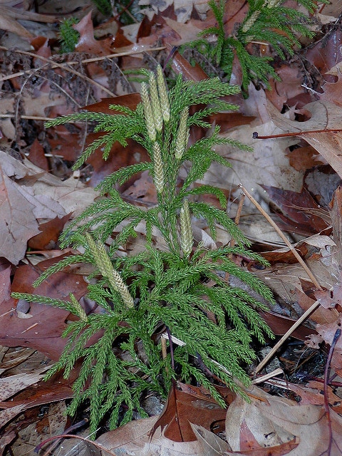 Lycopodium obscurum