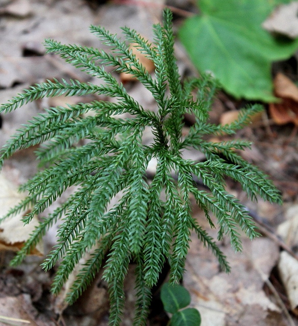 Lycopodium obscurum