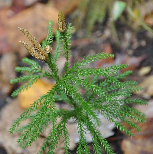 Lycopodium obscurum
