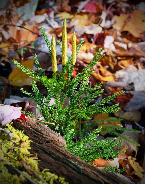 Lycopodium obscurum