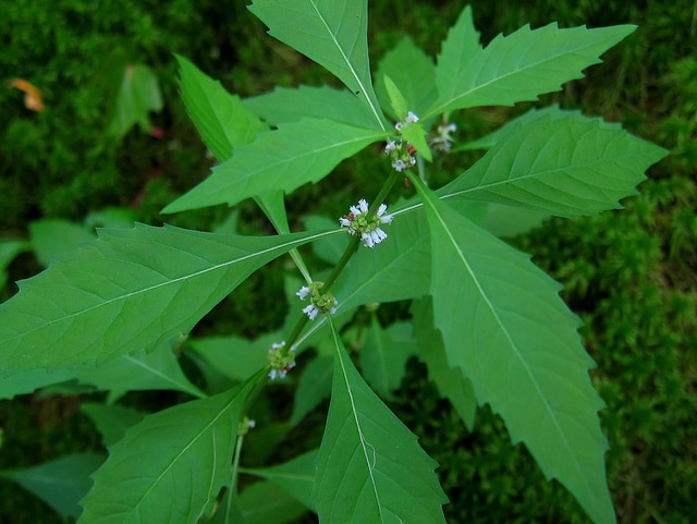 Lycopus americanus