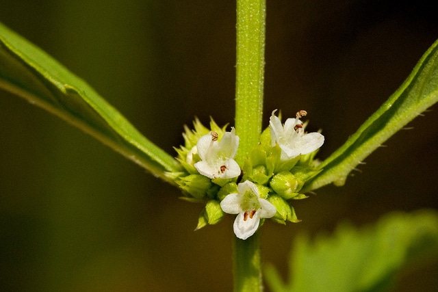 Lycopus americanus