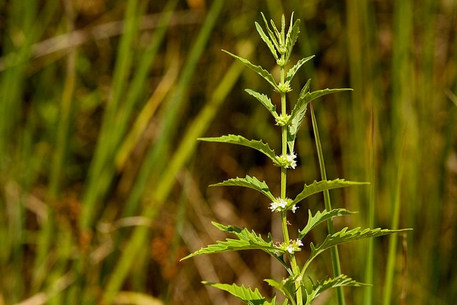 Lycopus americanus