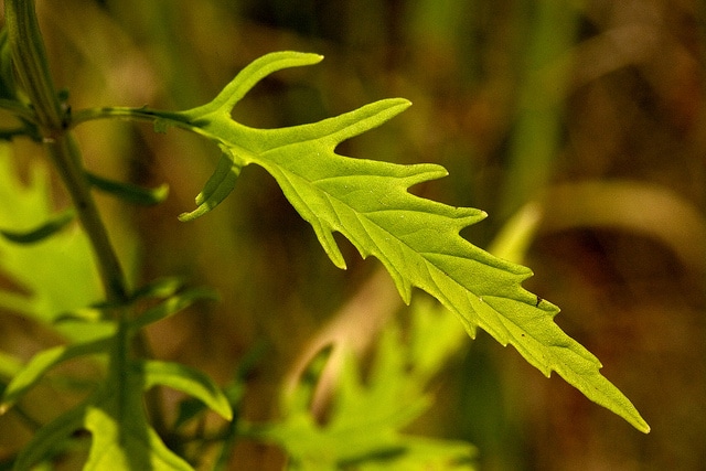 Lycopus americanus (Lycopus americanus)