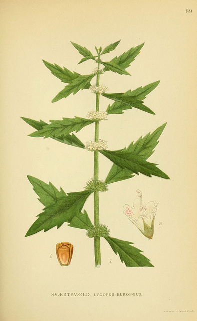 Lycope