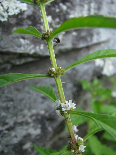 Lycopus uniflorus (Lycopus uniflorus)