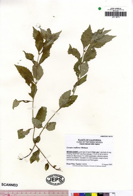 Lycopus uniflorus