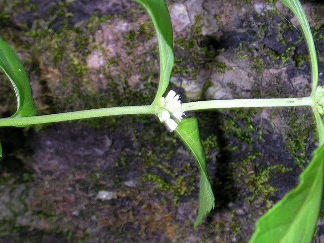 Lycopus uniflorus