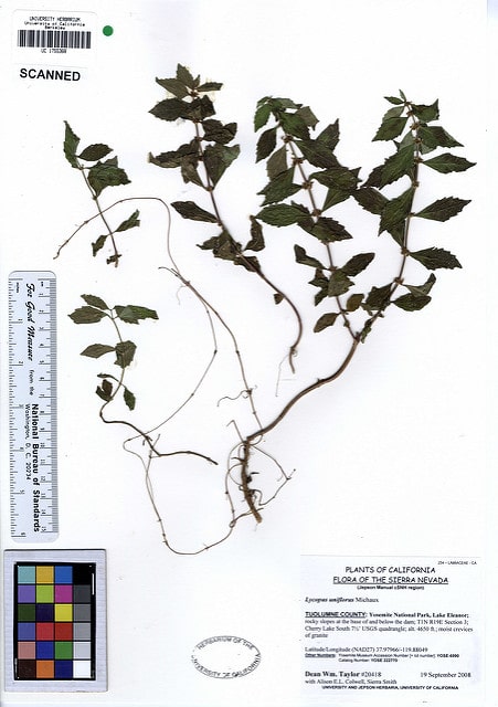 Lycopus uniflorus