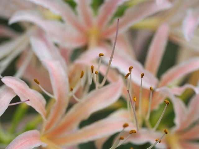 Lycoris albiflora (Lycoris albiflora)