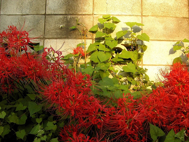 Lycoris albiflora