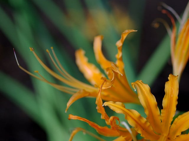 Lycoris albiflora