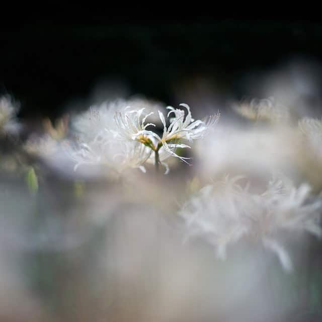 Lycoris albiflora