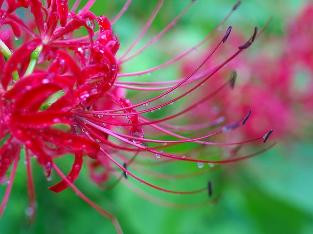 Lycoris albiflora