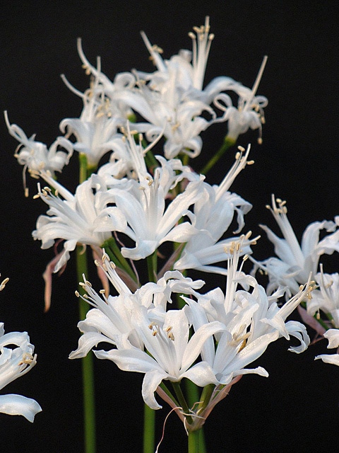 Lycoris albiflora