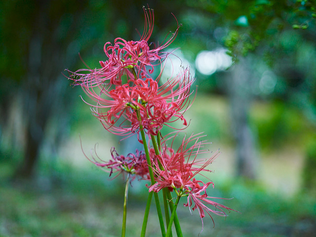 Lycoris aurea