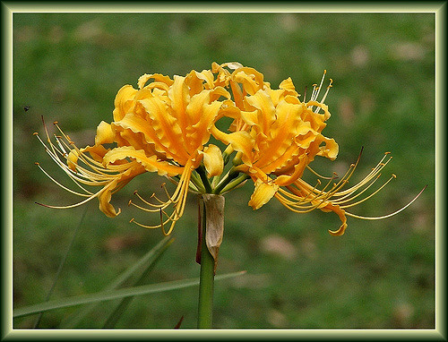 Lycoris aurea