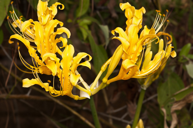 Lycoris aurea