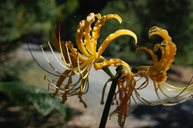 Lycoris aurea