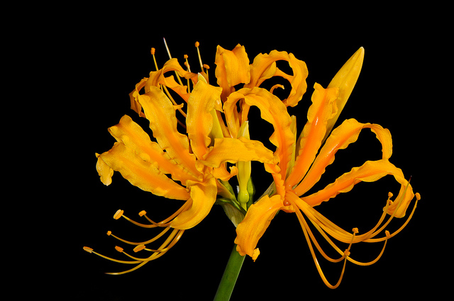 Lycoris aurea
