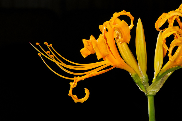 Lycoris aurea (Lycoris aurea)
