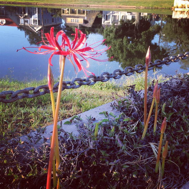 Lycoris rouge