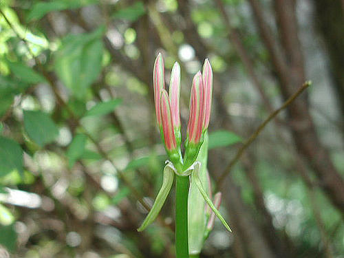 Lycoris rouge
