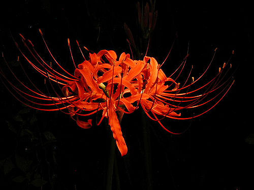 Lycoris rouge