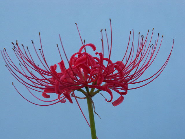 Lycoris rouge