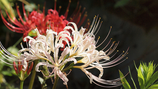 Lycoris rouge