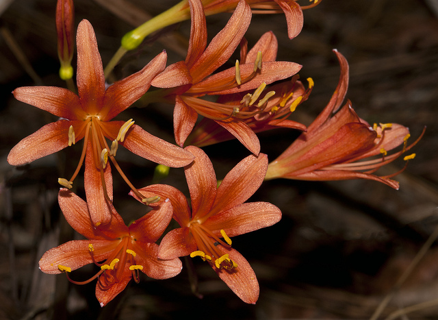 Lycoris sanguinea (Lycoris sanguinea)