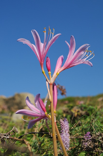 Lycoris sprengeri