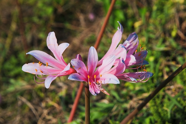 Lycoris sprengeri (Lycoris sprengeri)
