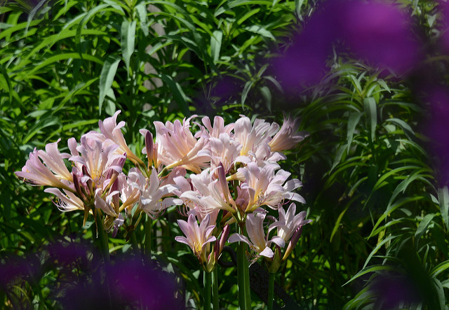 Lis de la résurrection (Lycoris squamigera)