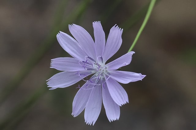 Lygodesmia aphylla (Lygodesmia aphylla)