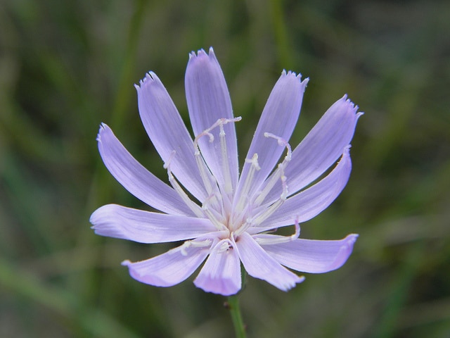 Lygodesmia aphylla
