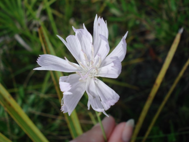 Lygodesmia aphylla