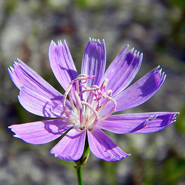 Lygodesmia aphylla