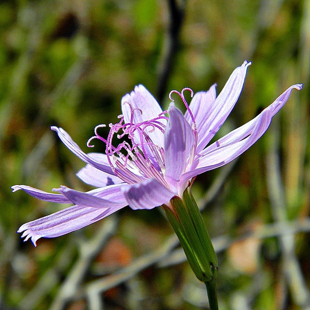 Lygodesmia aphylla