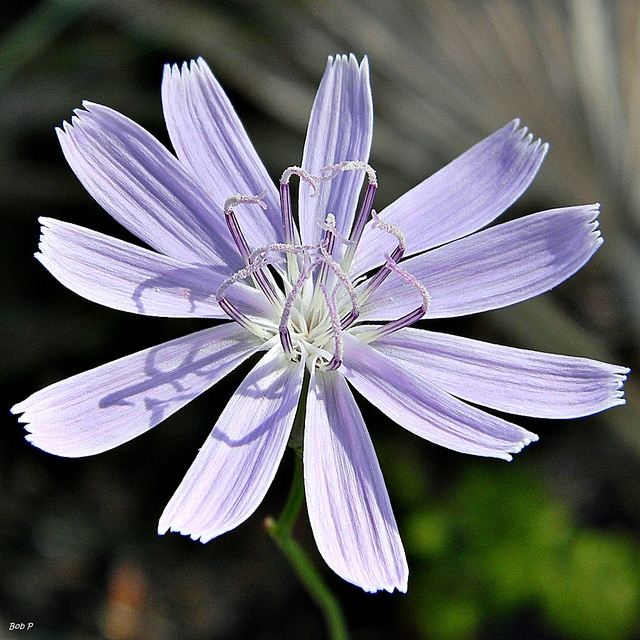Lygodesmia aphylla