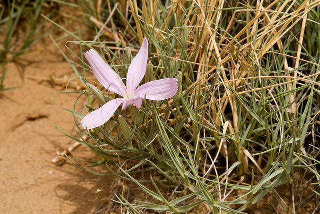 Lygodesmia grandiflora