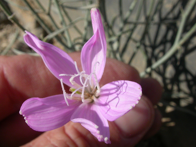 Lygodesmia grandiflora