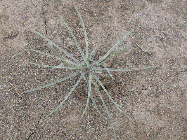 Lygodesmia grandiflora