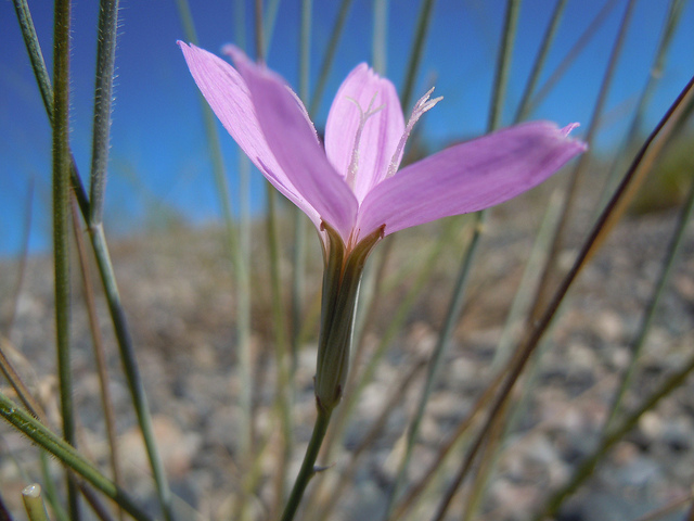 Lygodesmia grandiflora