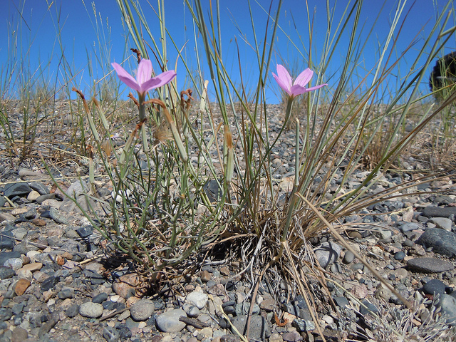 Lygodesmia grandiflora