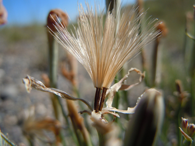 Lygodesmia grandiflora (Lygodesmia grandiflora)