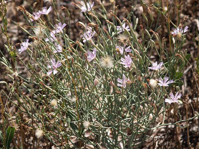 Lygodesmia juncea